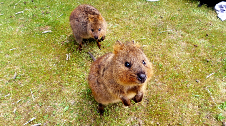 Screen Shot 2015-11-21 at 9.33.27 PM